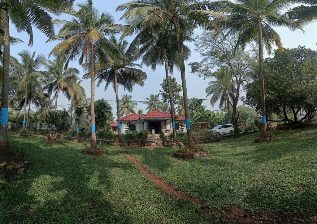 Palm tree property grounds
