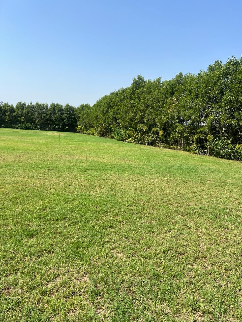 Open green lawn